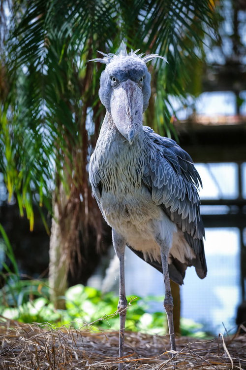 大きなくちばしで仁王立ちするハシビロコウ