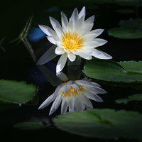 水鏡に映る開花した白い睡蓮と緑の葉の写真