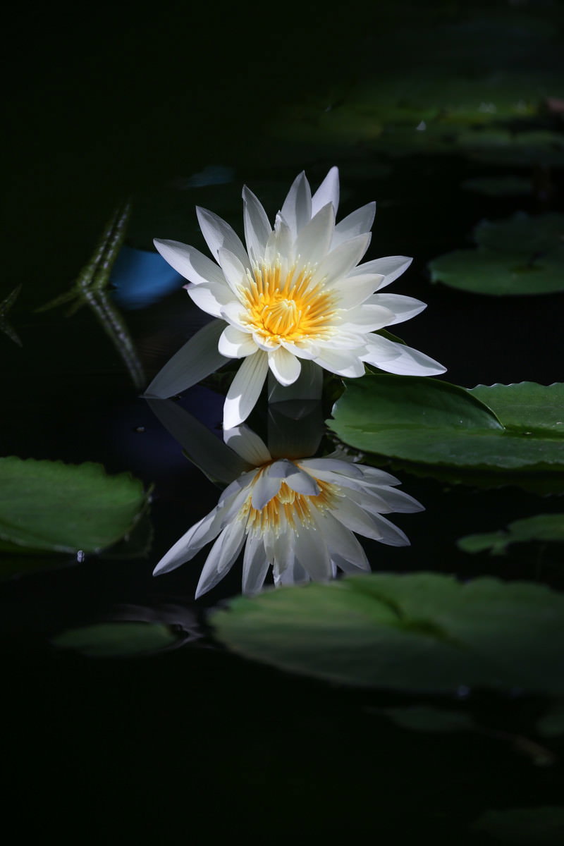 水面に浮かぶ白い睡蓮の花が水鏡効果で美しく反射している様子
