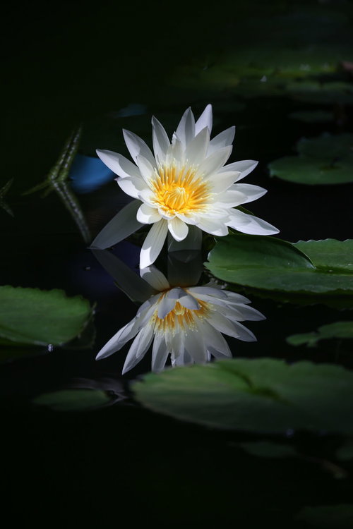 水鏡に映る開花した白い睡蓮と緑の葉
