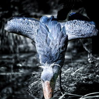 羽を広げて水を飲むハシビロコウの独特なポーズの写真