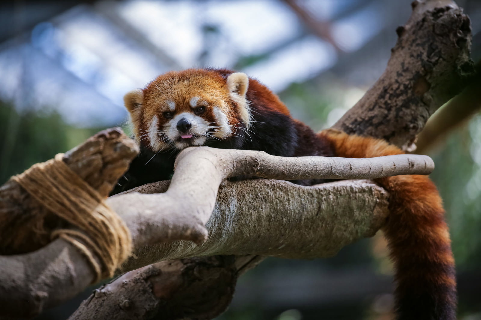 木の上で仰向けになってリラックスしているレッサーパンダ