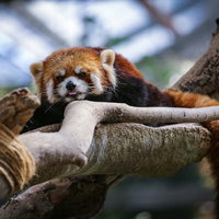 木の上でゴロンと仰向けで休むレッサーパンダの写真