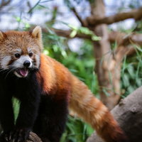 木の枝の上で口を開けて威嚇するレッサーパンダの写真