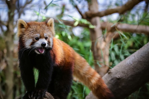 木の枝の上で口を開けて威嚇するレッサーパンダ