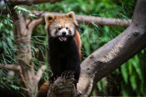 動物園の木の上で叫ぶレッサーパンダの鳴き声