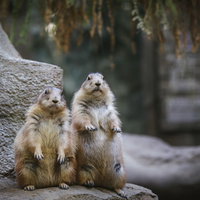 背伸びして同じ方向を見つめるオグロプレーリードッグの親子の写真