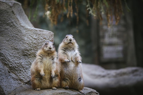 背伸びして同じ方向を見つめるオグロプレーリードッグの親子