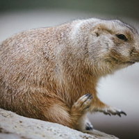 茶色い体を丁寧に毛繕いするオグロプレーリードッグの写真