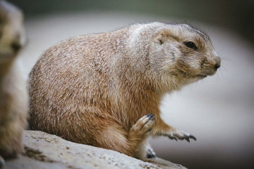 茶色い体を丁寧に毛繕いするオグロプレーリードッグ