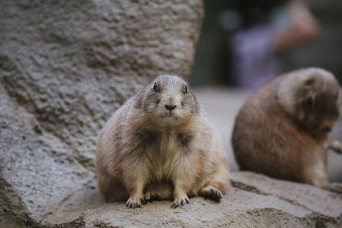 警戒してこちらをガン見するオグロプレーリードッグ