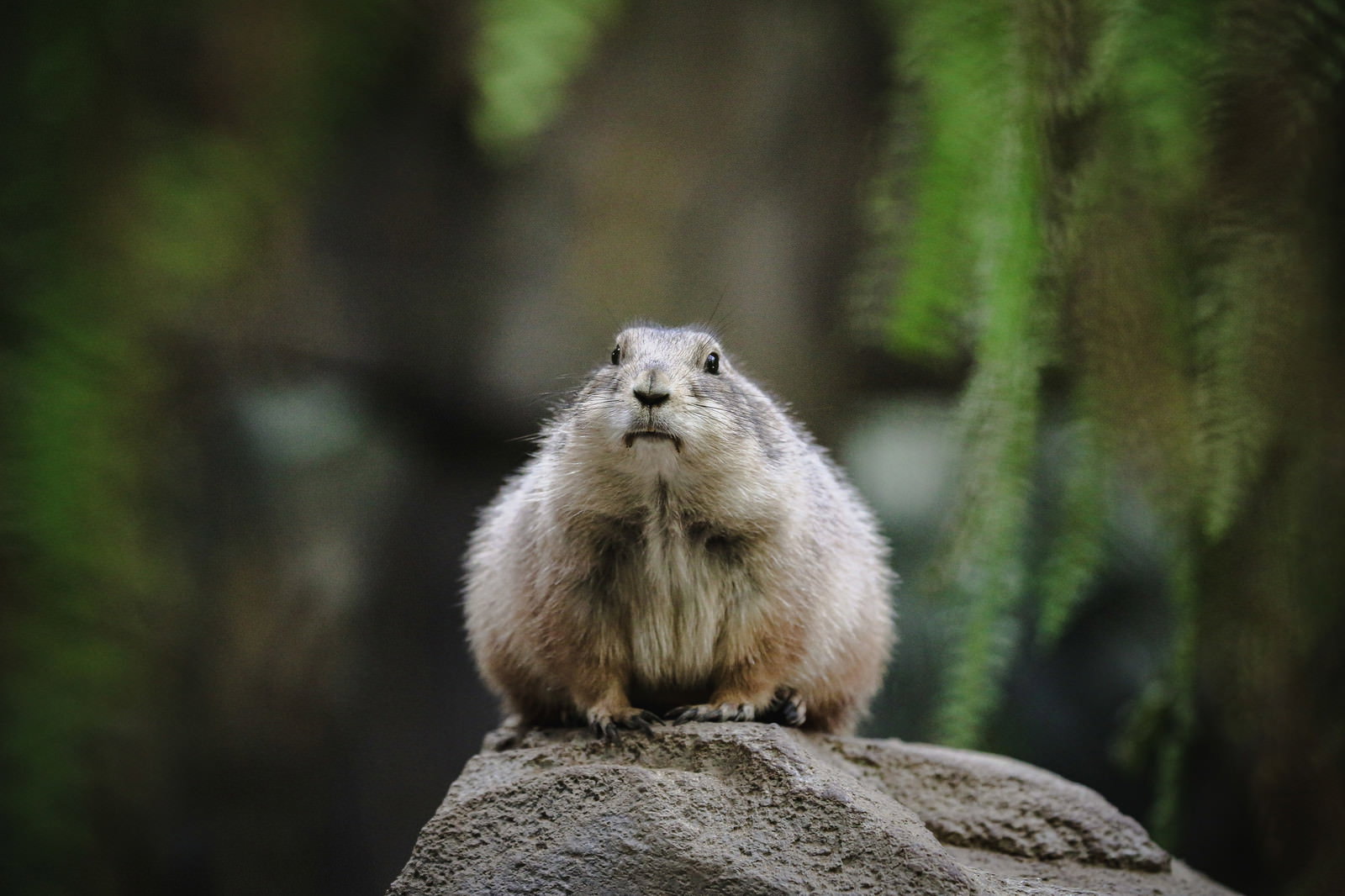 岩の上で警戒するように身をかがめる茶色いオグロプレーリードッグ