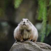 岩の上で警戒して身をかがめるオグロプレーリードッグの写真