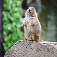 岩の上に登壇して背伸びするオグロプレーリードッグの写真