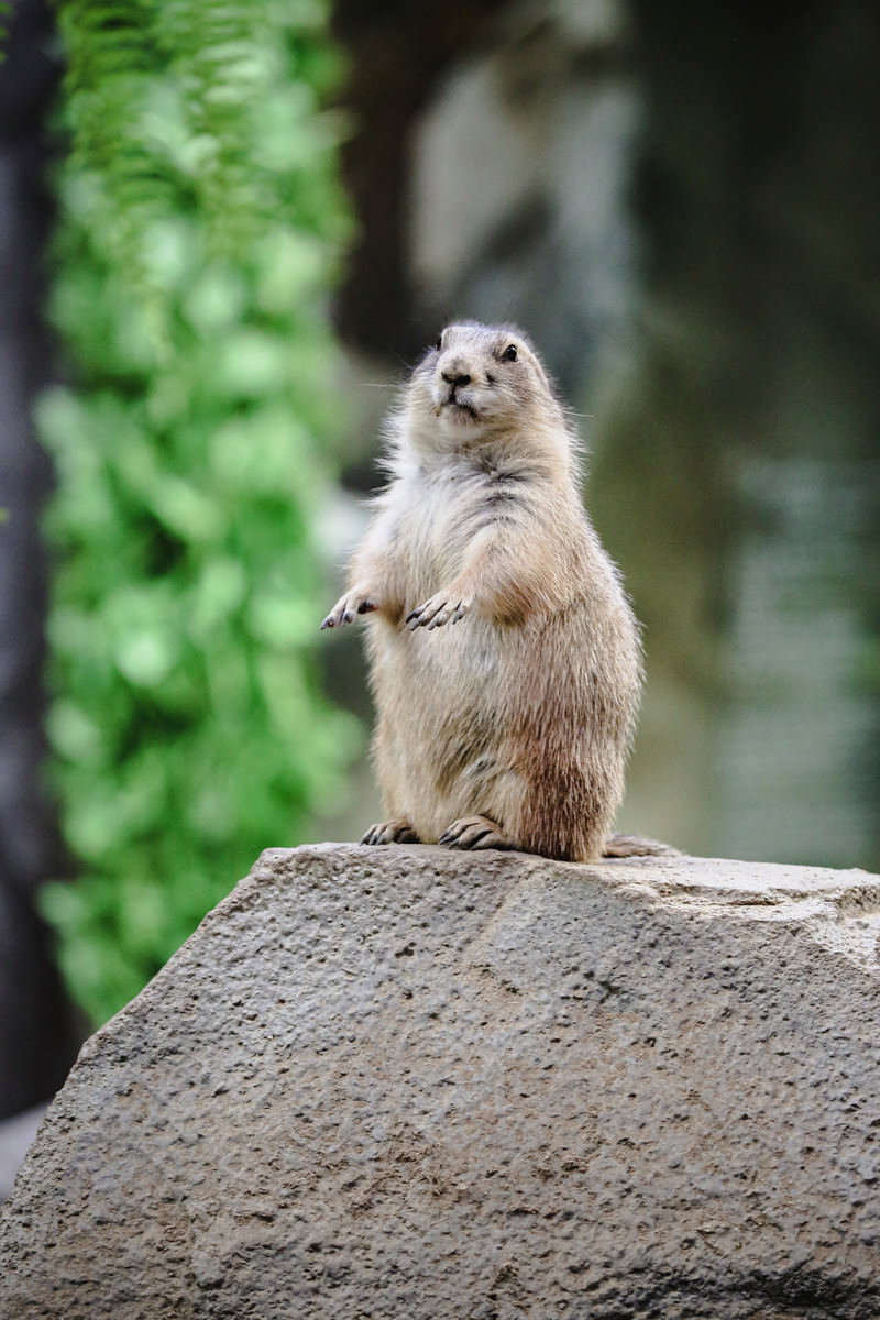 岩の上で後ろ足で立ち上がり背伸びをするオグロプレーリードッグ