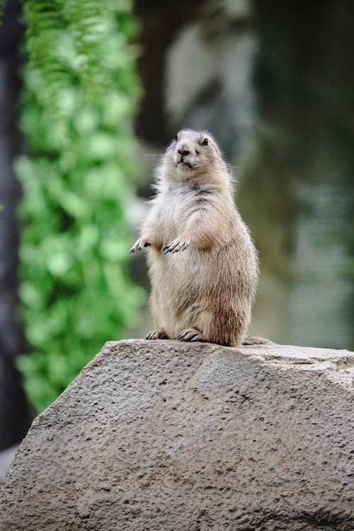 岩の上に登壇して背伸びするオグロプレーリードッグ