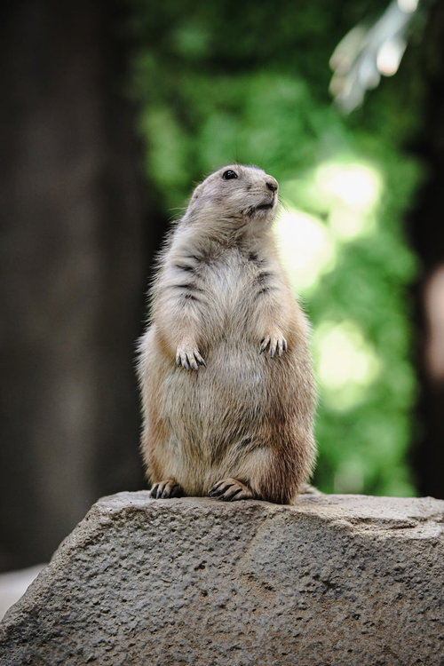 岩の上で背伸びして周りを警戒するオグロプレーリードッグ