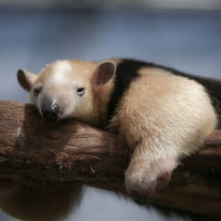 木の上でぐーたらするミナミコアリクイの昼寝の写真