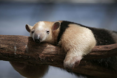 木の上でぐーたらするミナミコアリクイの昼寝