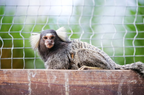 網を背負ってこちらを見つめるコモンマーモセット