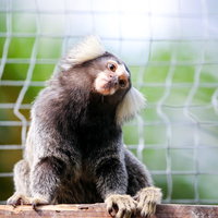 網越しに首をかしげるコモンマーモセットの可愛らしい表情の写真