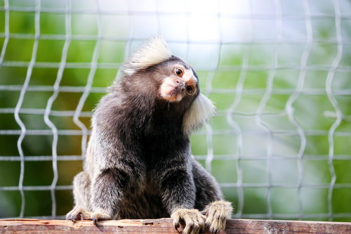 網越しに首をかしげるコモンマーモセットの可愛らしい表情