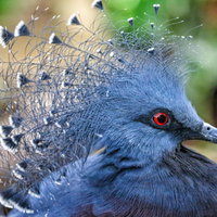 動物園で見かける赤い目のオウギバト、青い羽と冠羽が特徴の珍しいハト科の鳥の写真