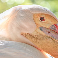 動物園のペリカンの赤い目と大きな嘴・頭部のアップの写真