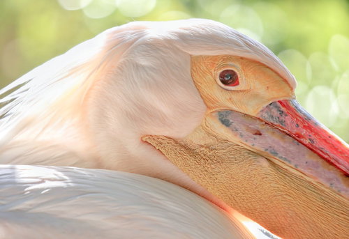 動物園のペリカンの赤い目と大きな嘴・頭部のアップ