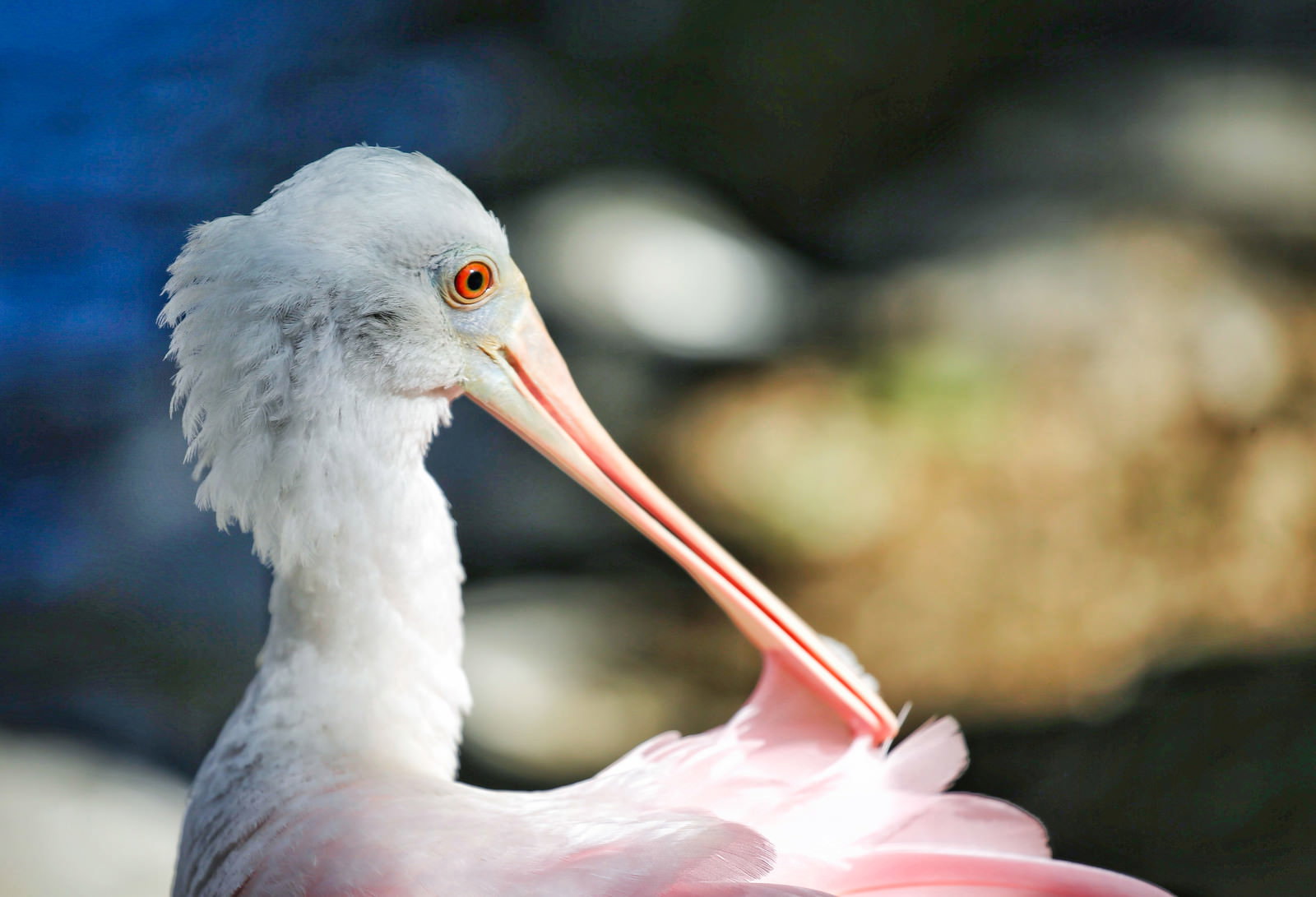 ピンク色の長い嘴を持つ白い羽毛の鳥