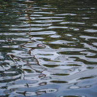 池の水面に広がるさざ波と光の反射が映し出す自然の風景写真の写真