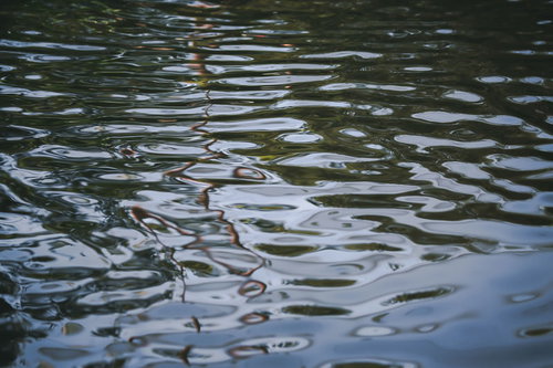 池の水面に広がるさざ波と光の反射が映し出す自然の風景写真