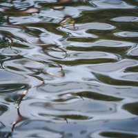 池の静かな水面に広がる細かな波紋と光の反射の写真