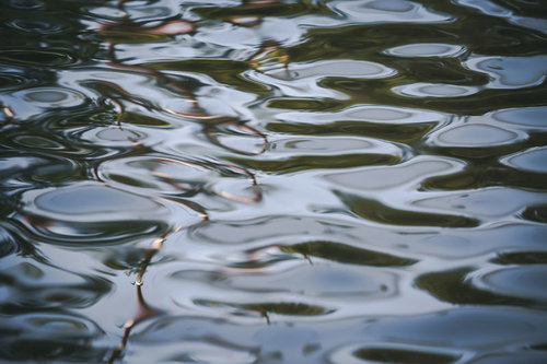 池の静かな水面に広がる細かな波紋と光の反射