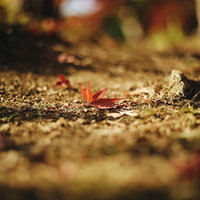 地面に落ちた秋の紅葉ともみじの落ち葉の写真