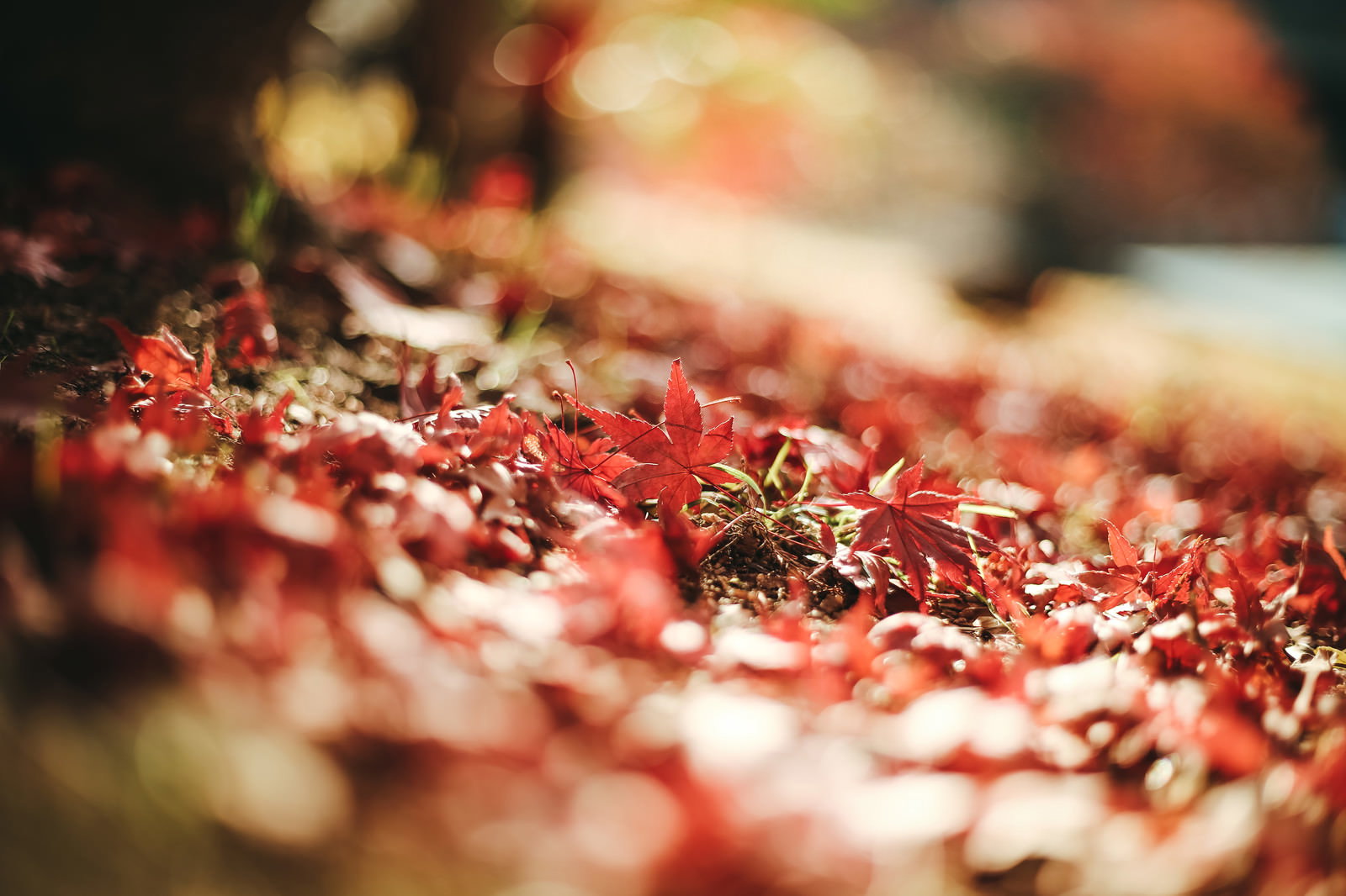 地面に散った赤いもみじの落ち葉と背景にぼけた紅葉
