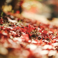 地面に散った落葉した紅葉ともみじの葉の写真