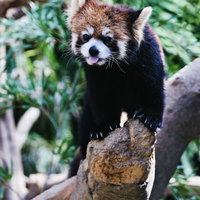 木の枝でペロッと舌を出したレッサーパンダの写真