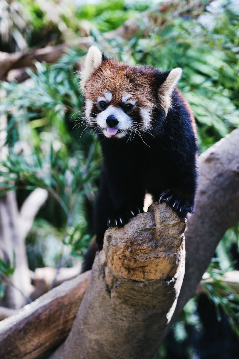 木の枝にいるレッサーパンダが舌をペロッと出している様子