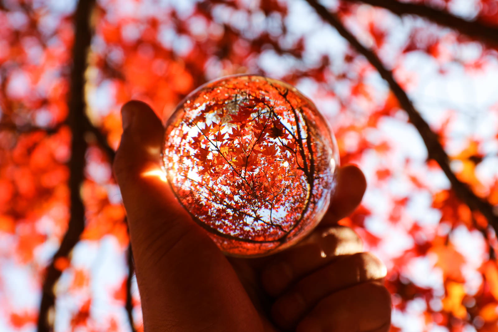 ガラス玉の中に紅葉が映り込み、手で持たれている秋の風景
