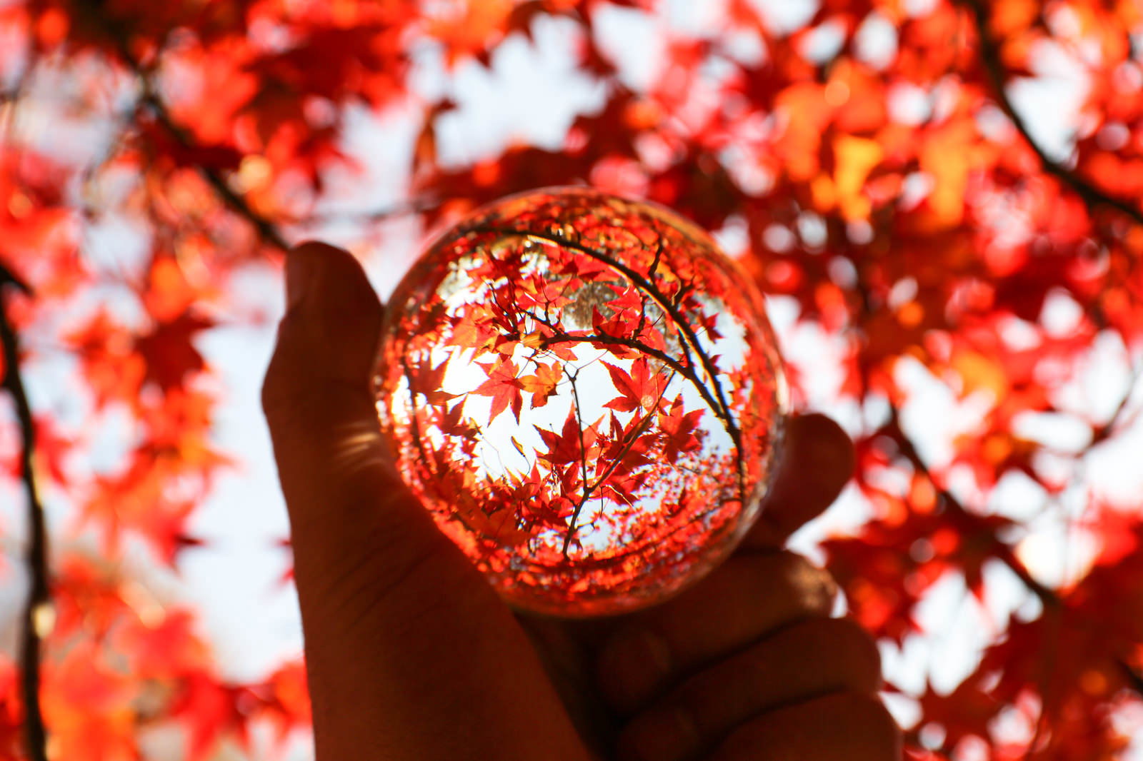 手に持った水晶玉の中に逆さまに映る赤い紅葉ともみじ