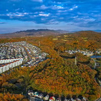 紅葉して色付いた森と隣接する住宅地の秋の空撮の写真