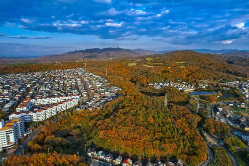 紅葉して色付いた森と隣接する住宅地の秋の空撮