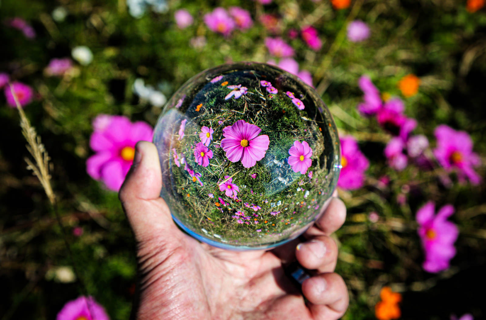 手に持ったガラス玉越しに映る開花したピンクのコスモス
