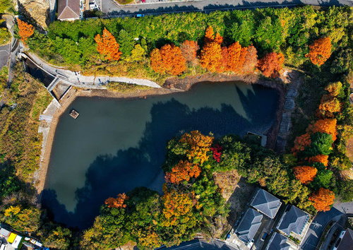 池の周りを取り囲む紅葉した木々の秋景色をドローン空撮