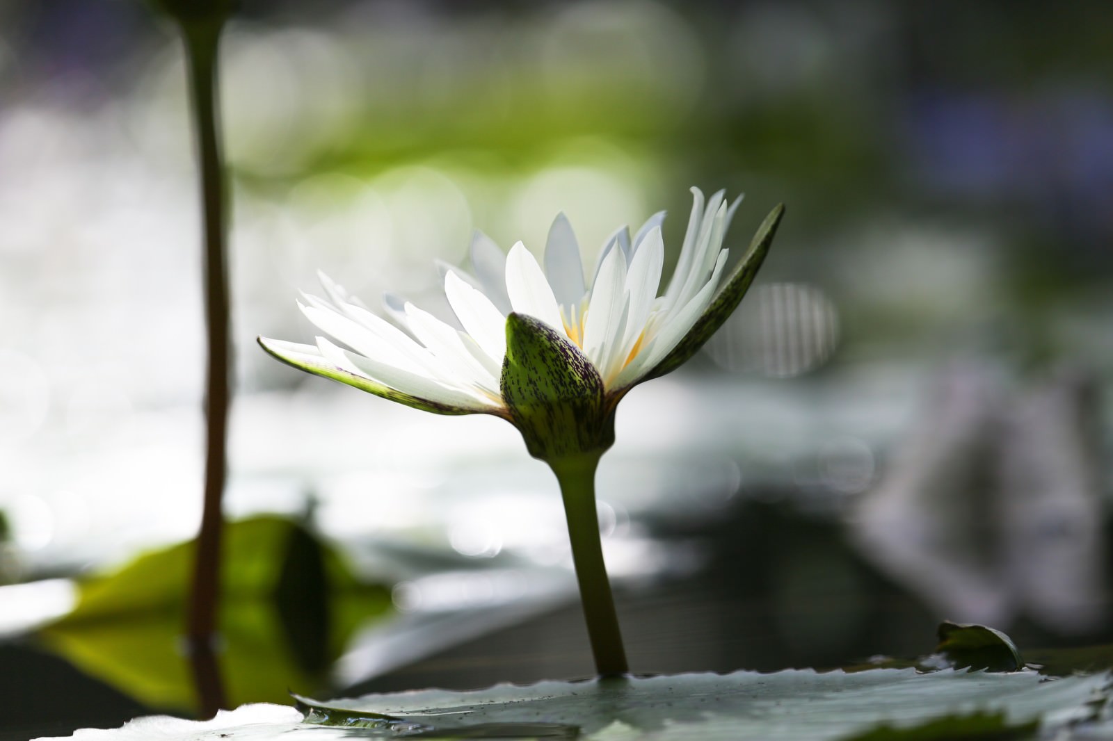 池の水面に咲く白い睡蓮の花と蕾