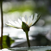 水面に浮かぶ白い花弁が光り輝く睡蓮の開花の写真