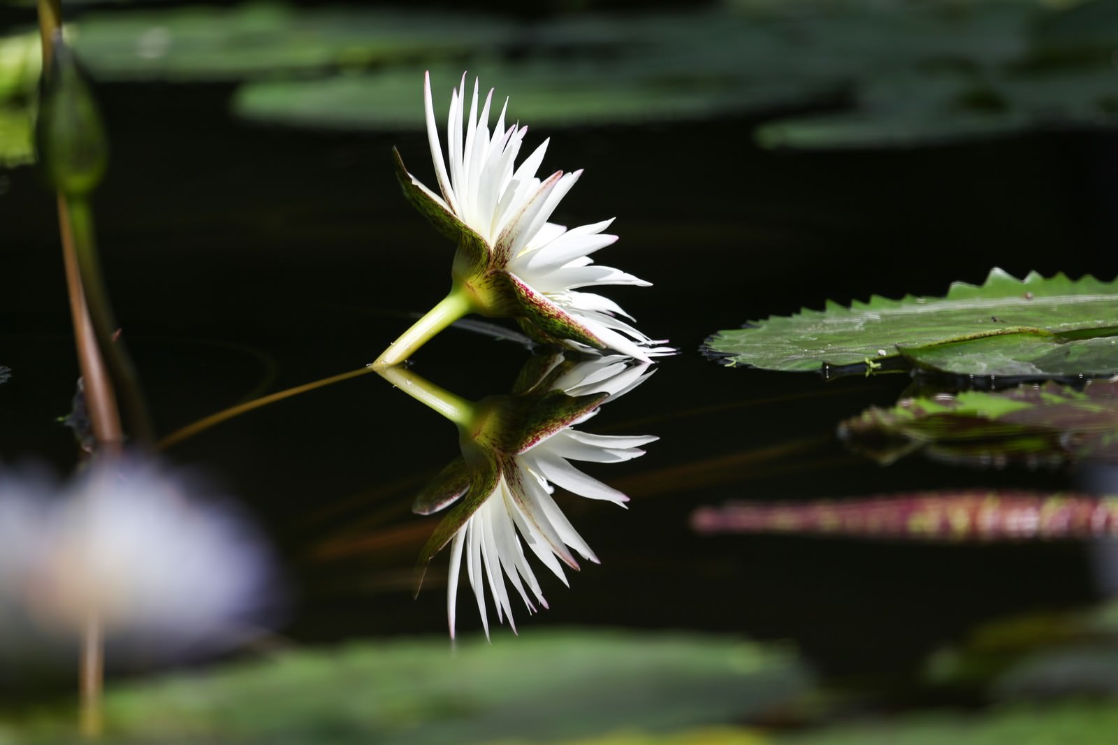 白い睡蓮の花が水面に咲き、水鏡のように反射している様子