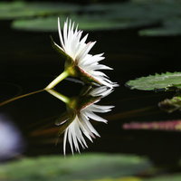 水面に開花する白い睡蓮と水鏡に映る影の写真
