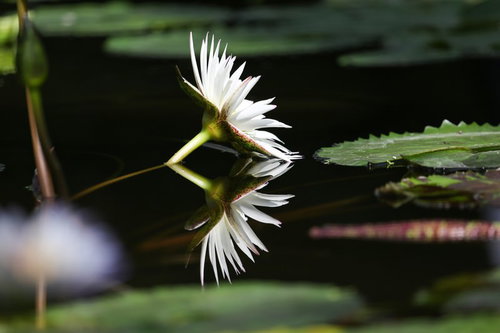 水面に開花する白い睡蓮と水鏡に映る影